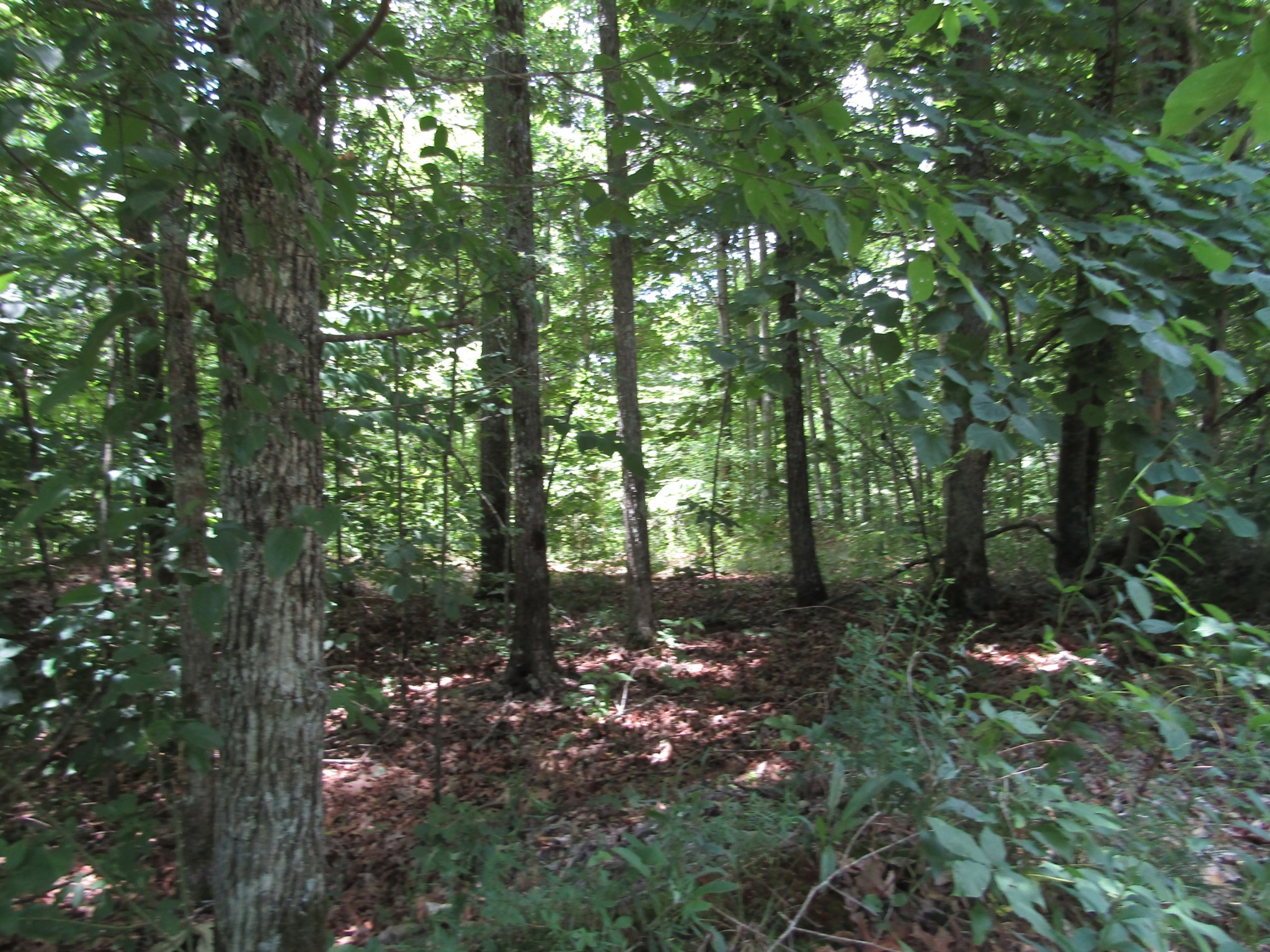 62 Tick Road Hilham, TN 38568 - Photo 24 of 48 Gallery Image 24