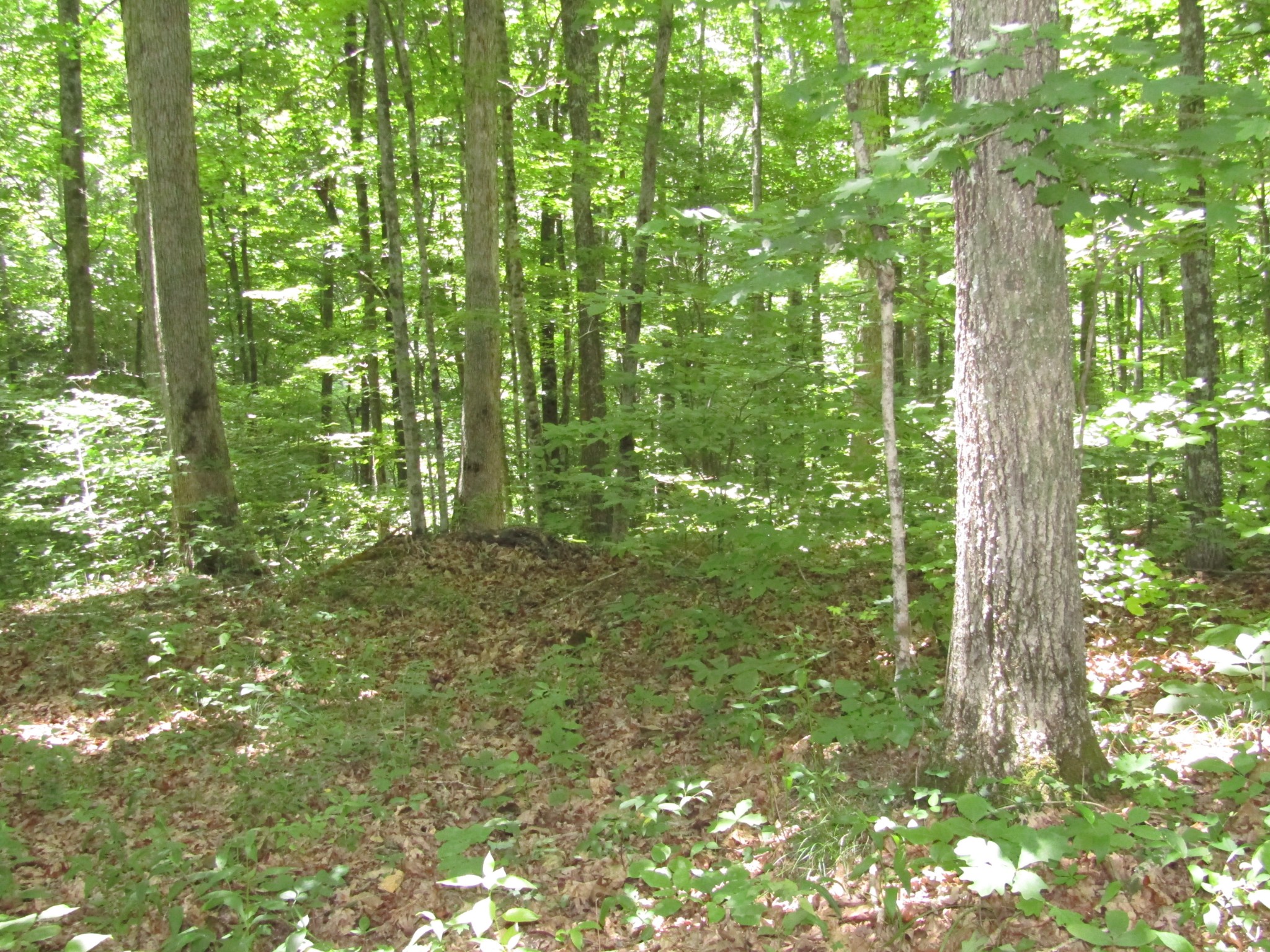 62 Tick Road Hilham, TN 38568 - Photo 10 of 48 Gallery Image 10