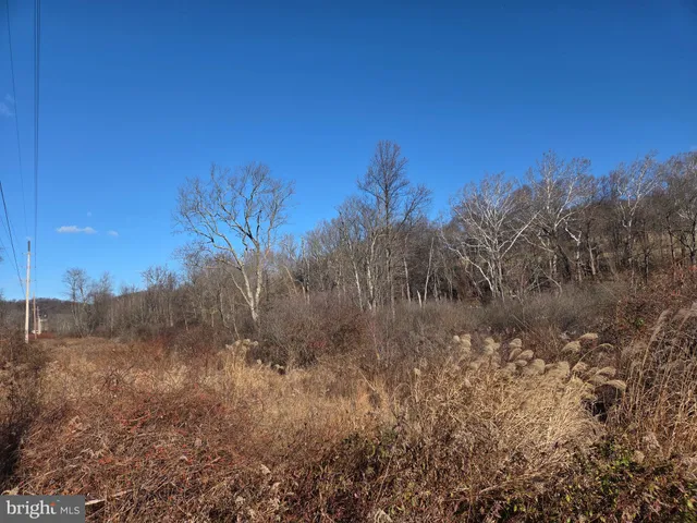 a view of a dry yard with trees in the background