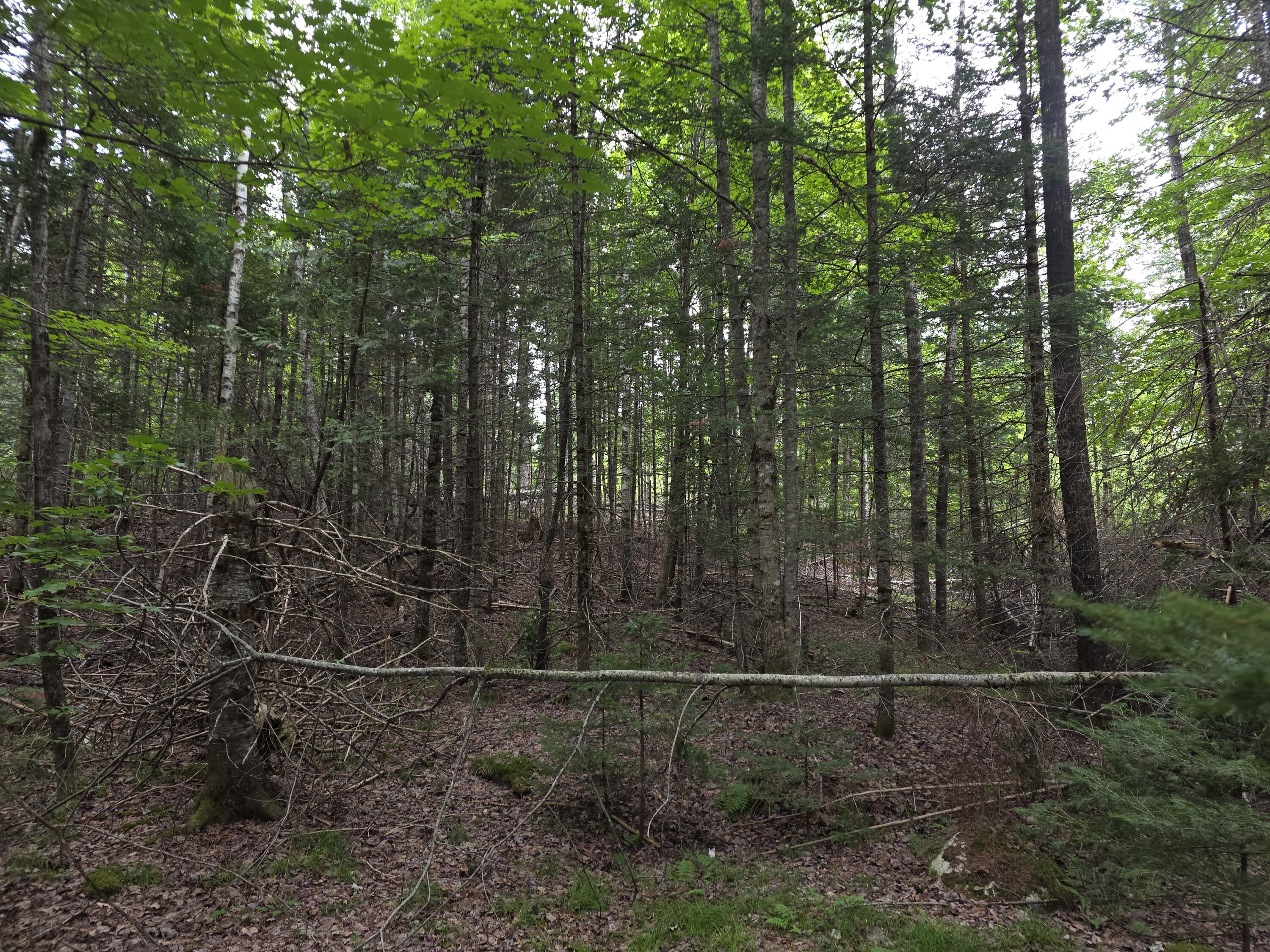 1 Old Winn Road Springfield, ME 04487 - Photo 4 of 8 20260813_100740