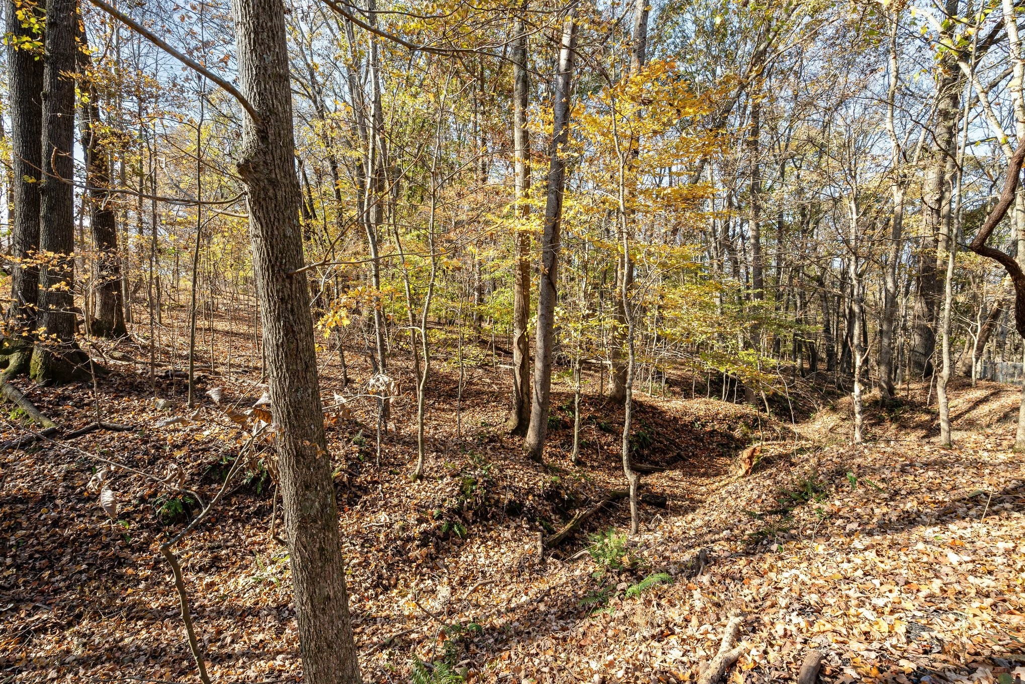 5221 Grand View Lane Pleasant View, TN 37146 - Photo 36 of 37 a view of a forest