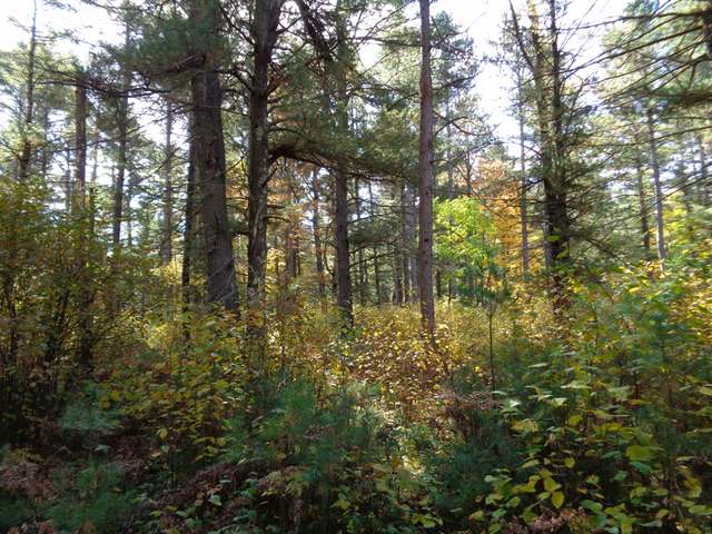 Lot 14 Wilderness Cir Street Sayner, WI 54560 - Photo 2 of 9