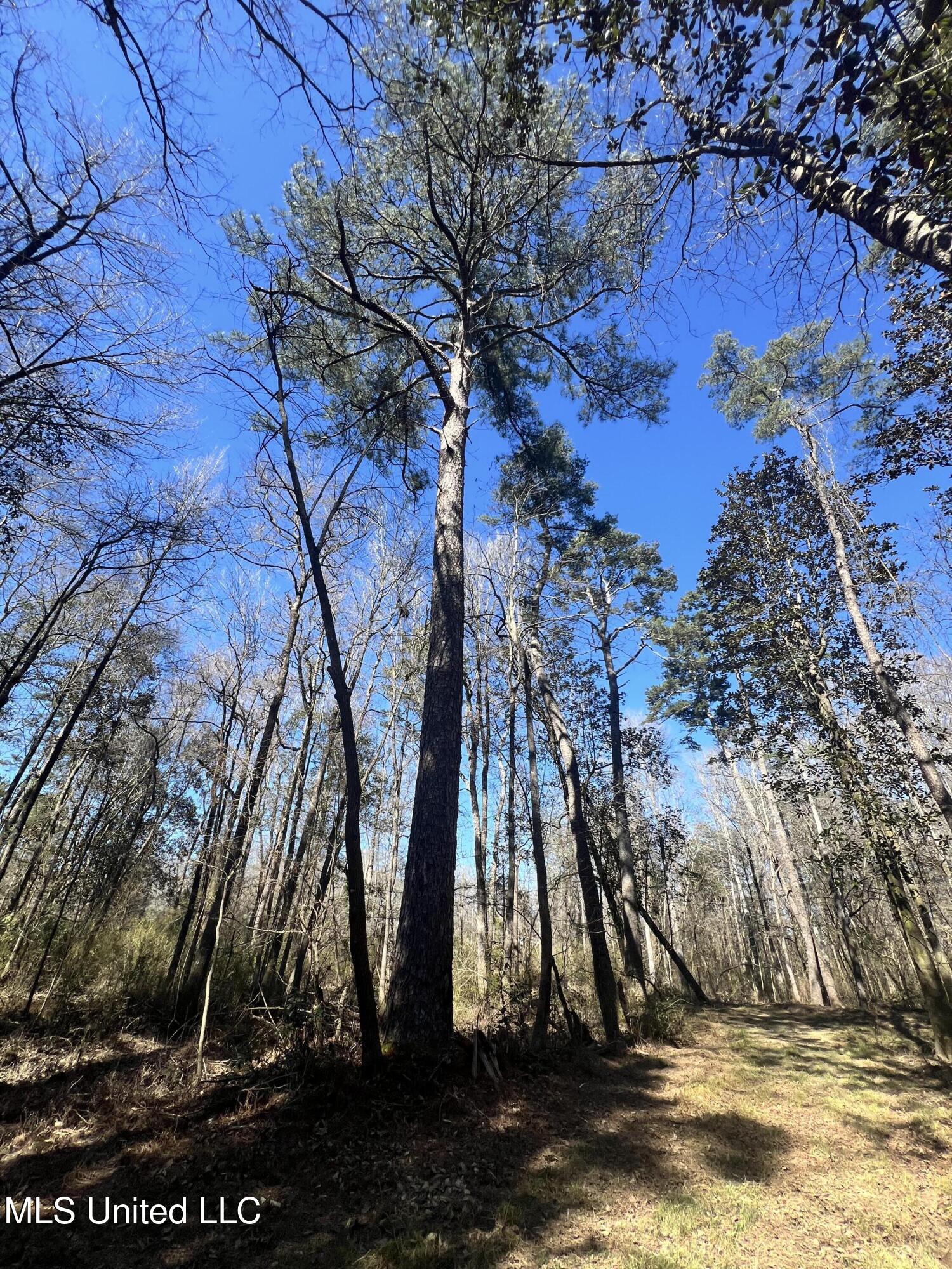 63 Clem Road Mount Olive, MS 39119 - Photo 12 of 56 Photo Feb 17 2025, 1 26 24 PM