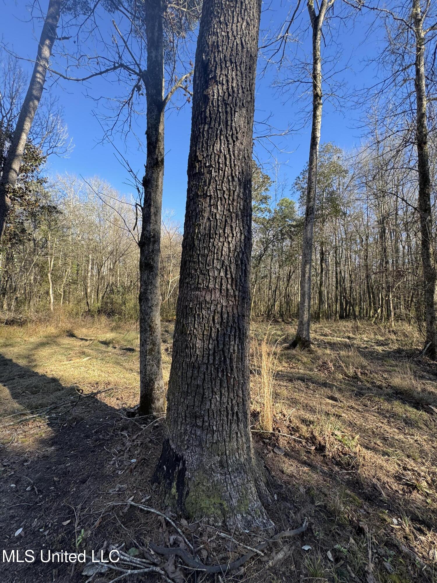 63 Clem Road Mount Olive, MS 39119 - Photo 25 of 56 Photo Feb 17 2025, 3 22 33 PM