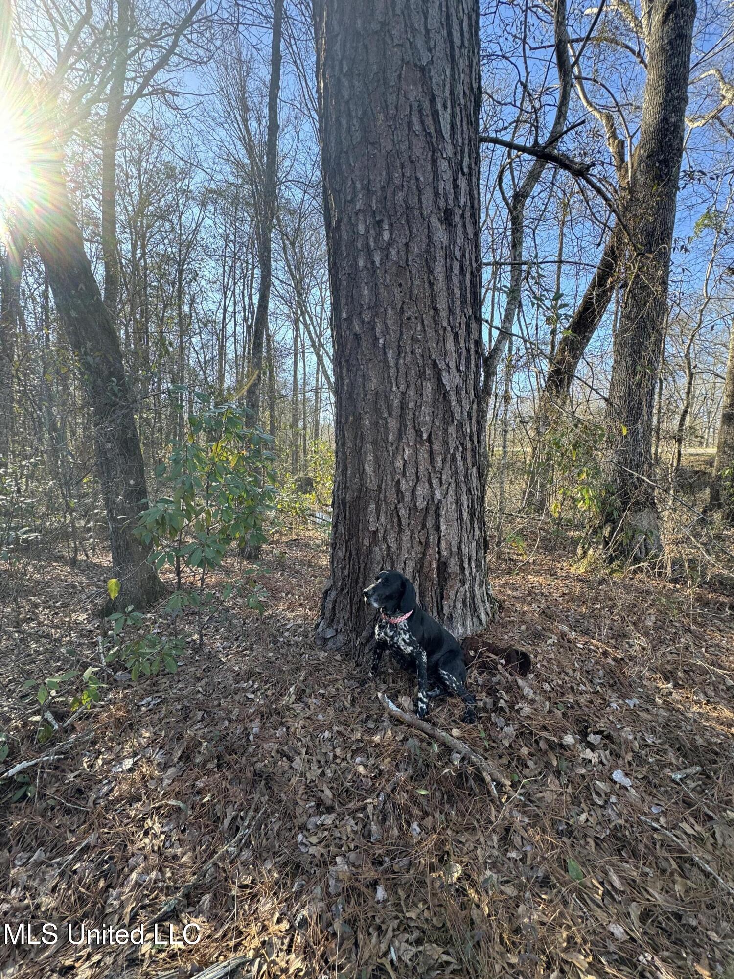 63 Clem Road Mount Olive, MS 39119 - Photo 27 of 56 Photo Feb 17 2025, 3 27 49 PM