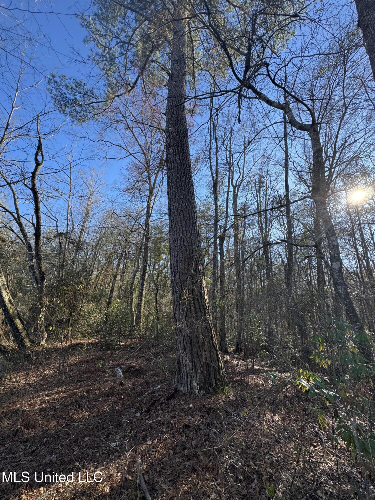 63 Clem Road Mount Olive, MS 39119 - Photo 28 of 56 Photo Feb 17 2025, 3 28 04 PM