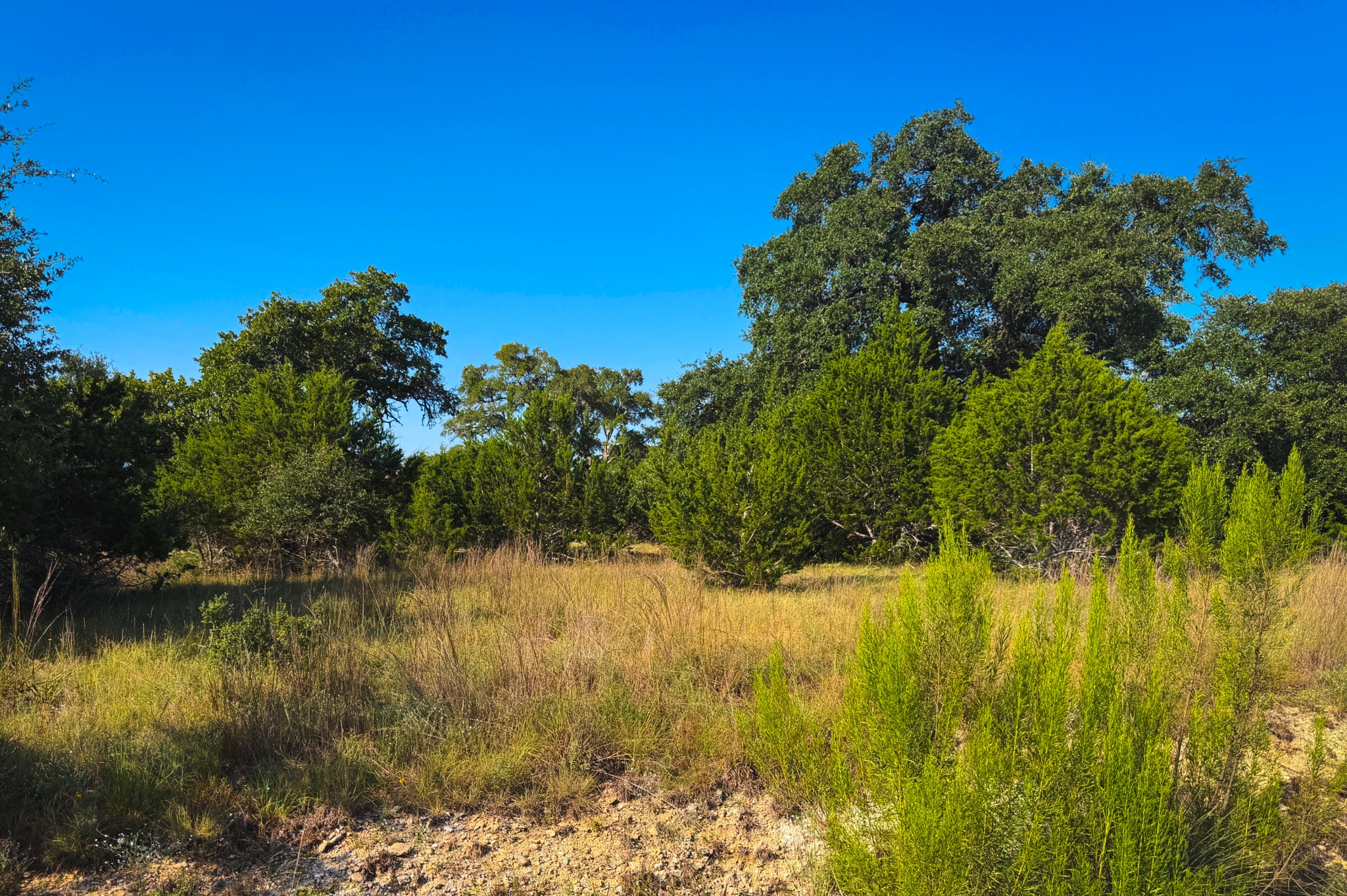 Lot 380 South Calvin Barrett Road Blanco, TX 78606 - Photo 4 of 24 A spacious, naturally vegetated lot presents an ideal setting for a future custom home.