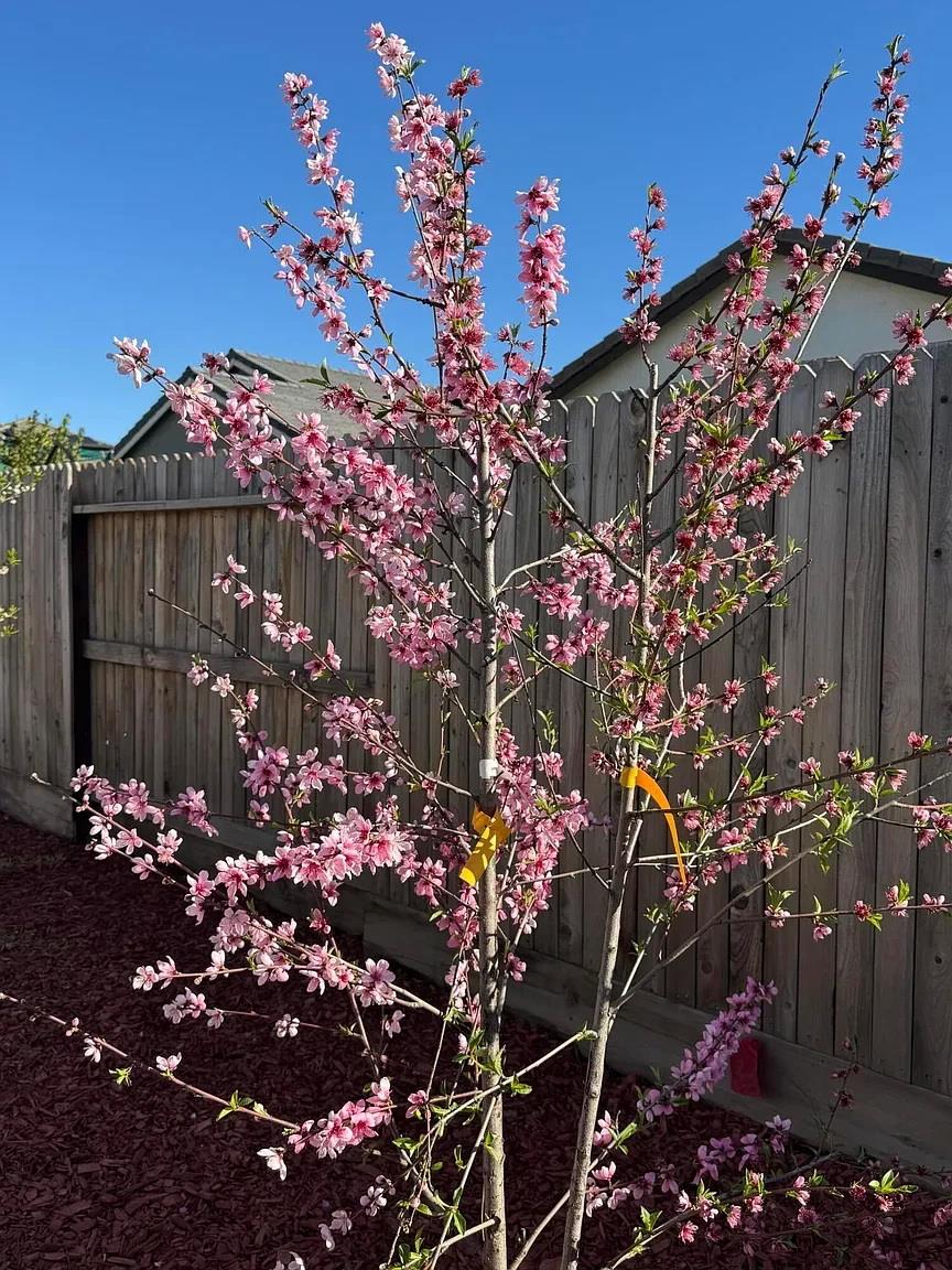 1405 West Tyler Court Visalia, CA 93291 - Photo 24 of 28