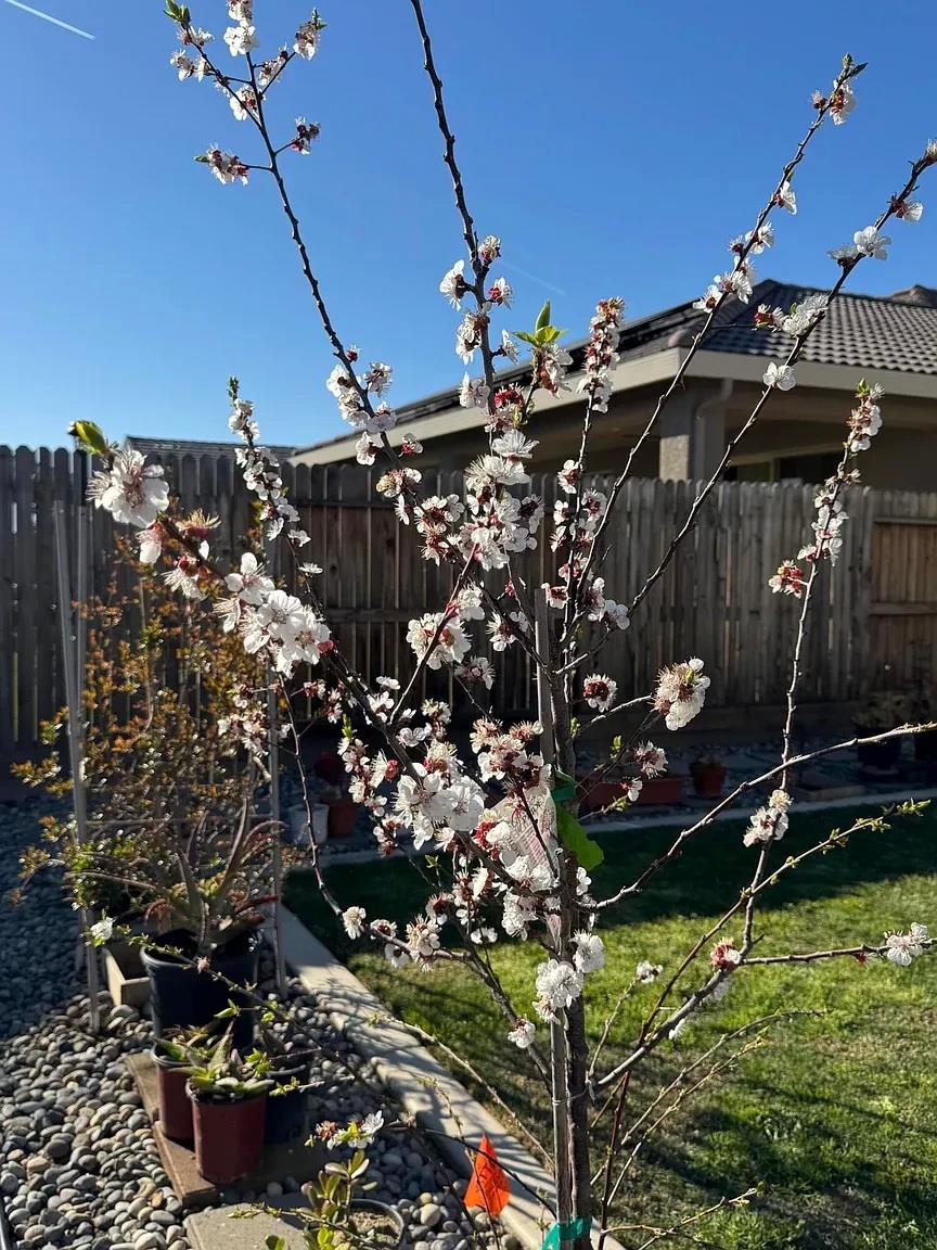 1405 West Tyler Court Visalia, CA 93291 - Photo 25 of 28 a view of a house with a tree