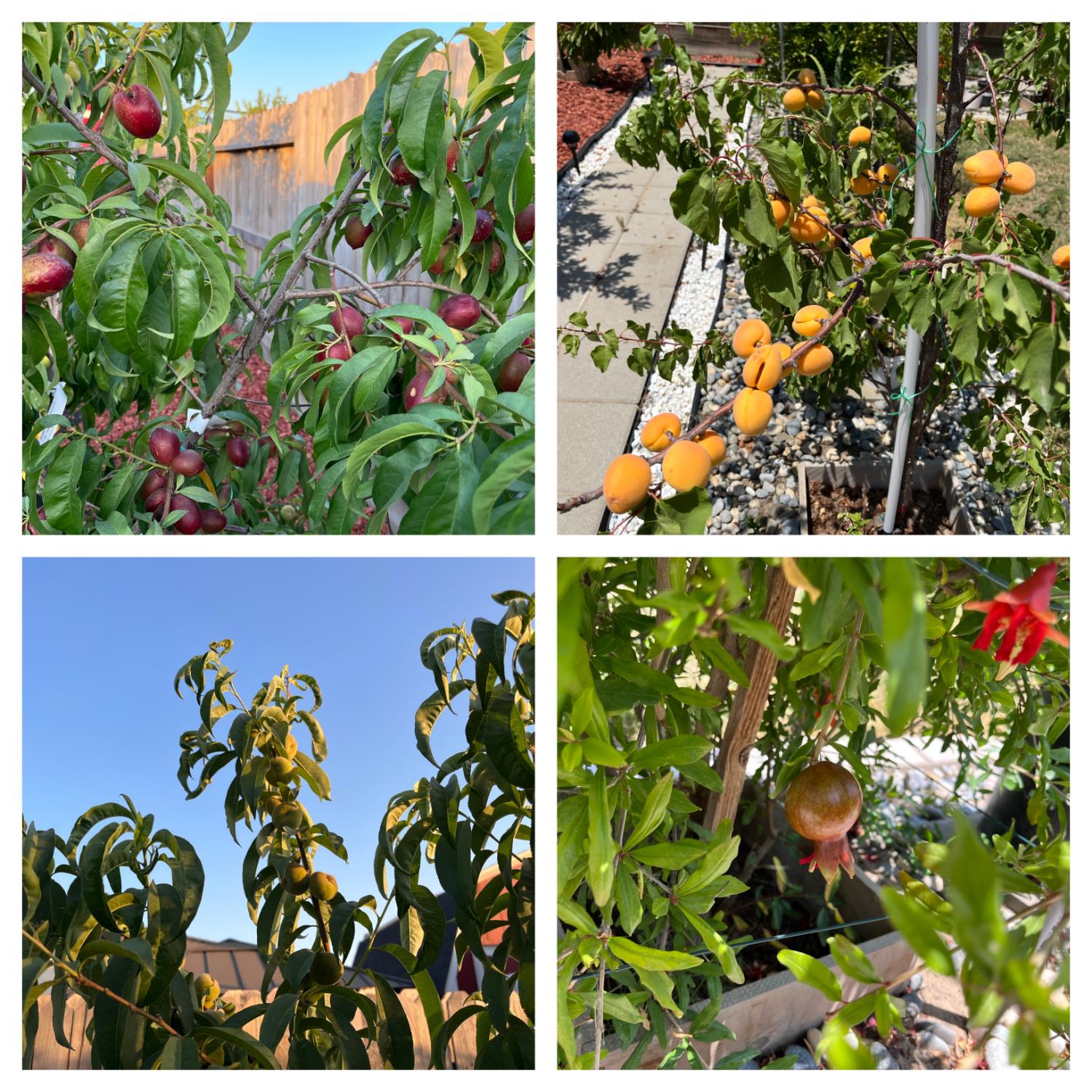 1405 West Tyler Court Visalia, CA 93291 - Photo 26 of 28