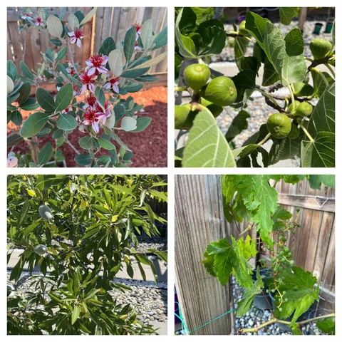 $588,000 | 1405 West Tyler Court, Visalia, CA 93291