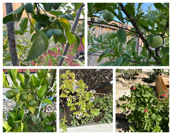 $588,000 | 1405 West Tyler Court, Visalia, CA 93291