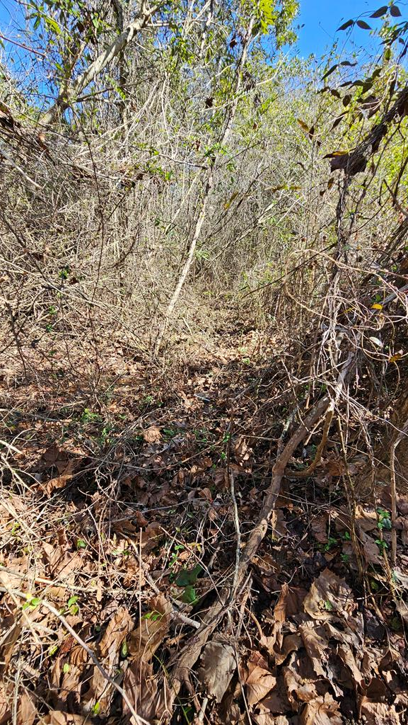 1964 County Line Road Dothan, AL 36305 - Photo 84 of 92