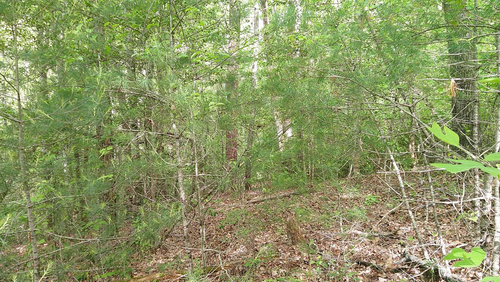 Lot 9 Mcdonald Road Murphy, NC 28906 - Photo 11 of 12