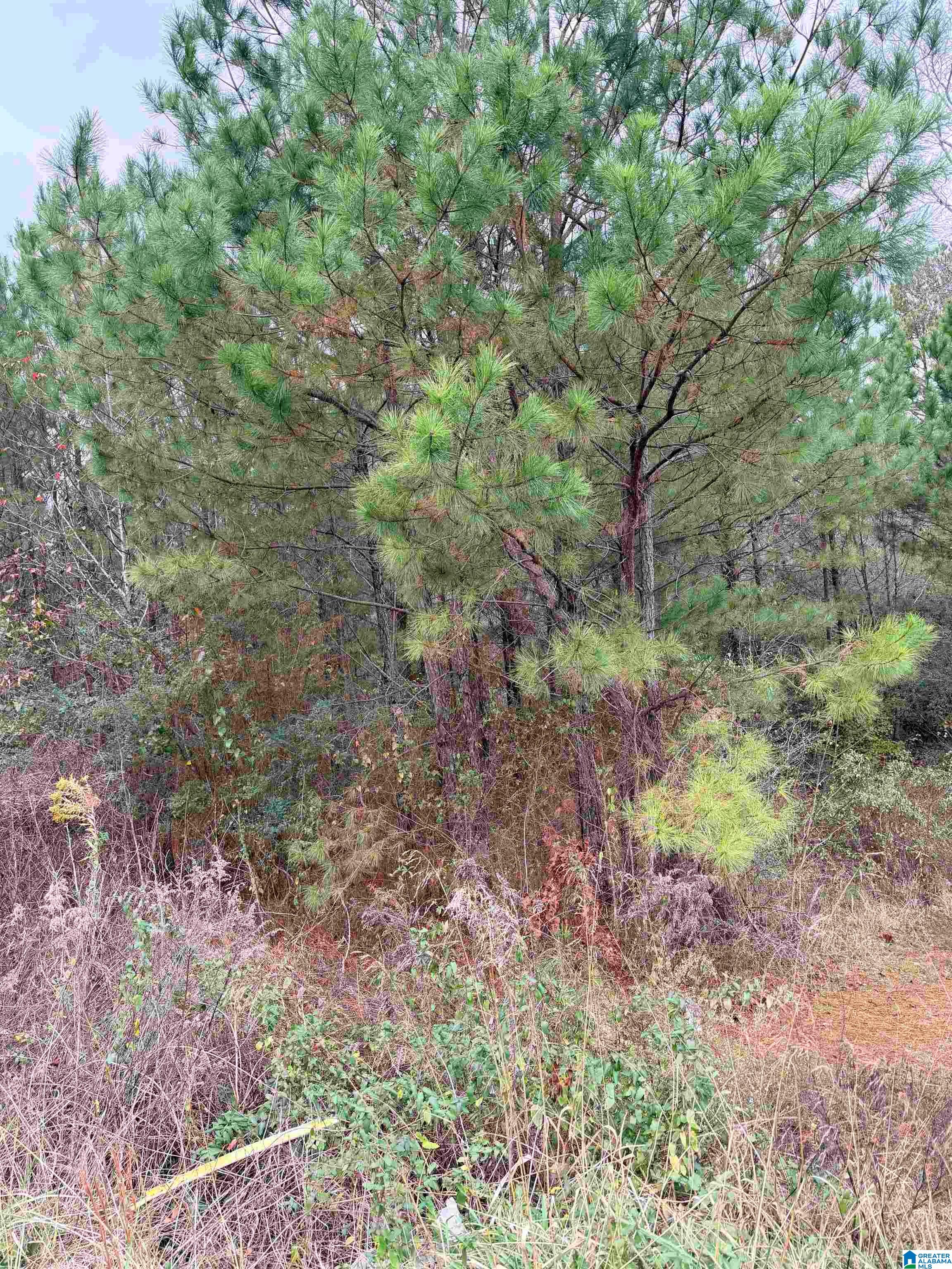 0 Armstrong Loop Hayden, AL 35079 - Photo 4 of 4
