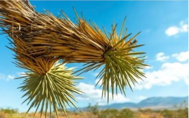 a view of a palm plant with a palm tree in the background