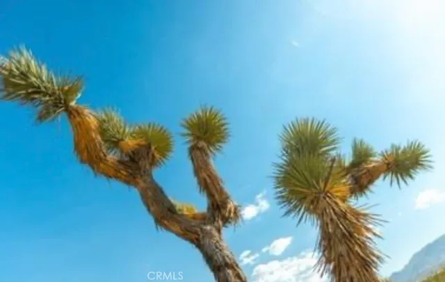a view of a palm trees