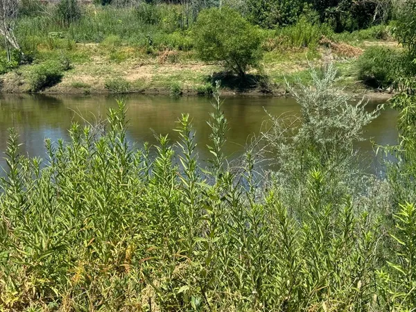 a view of a large body of water with a large tree