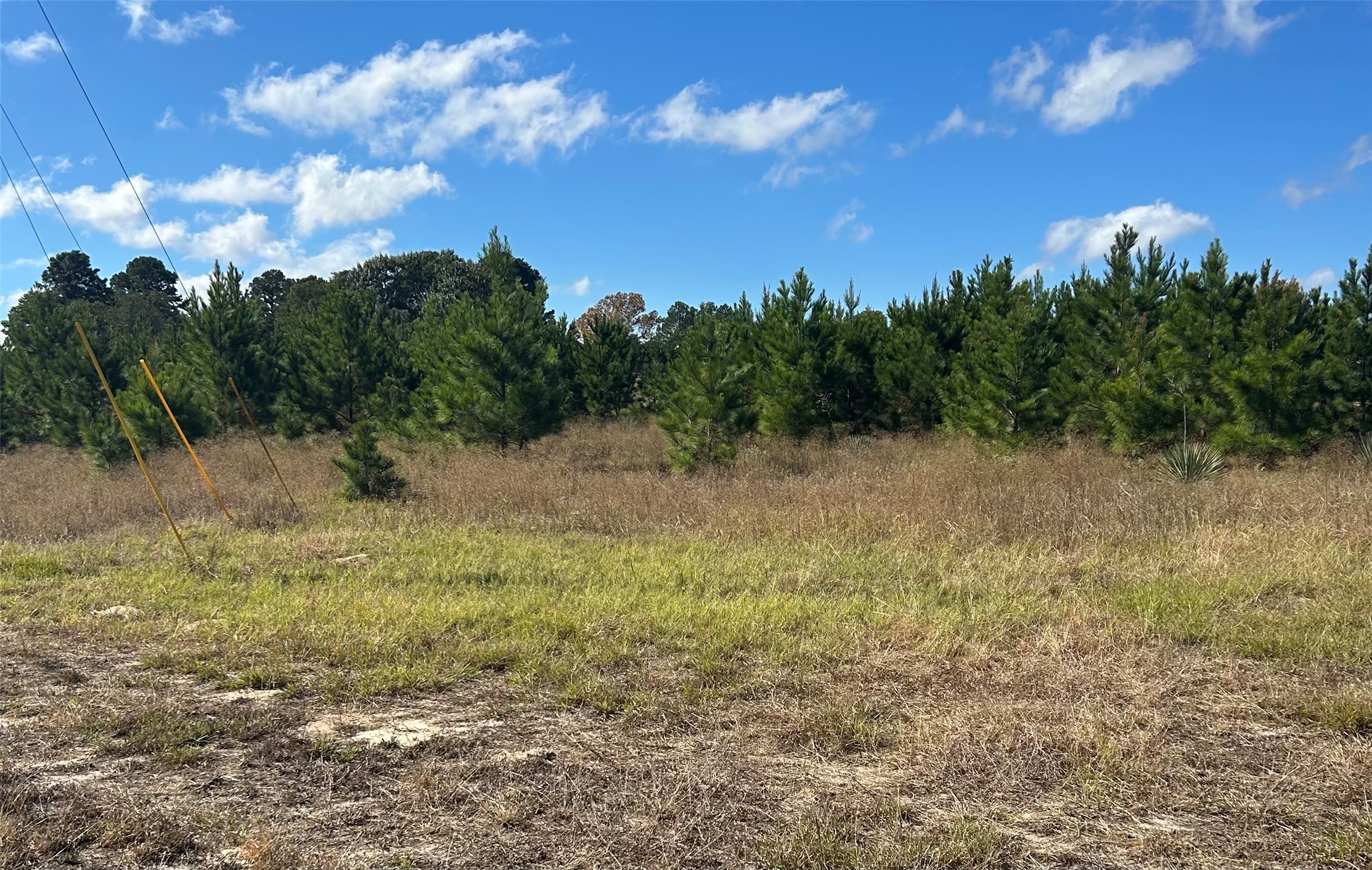 359 Salmon Lake Road Grapeland, TX 75844 - Photo 39 of 49 a view of a yard with lots of green space