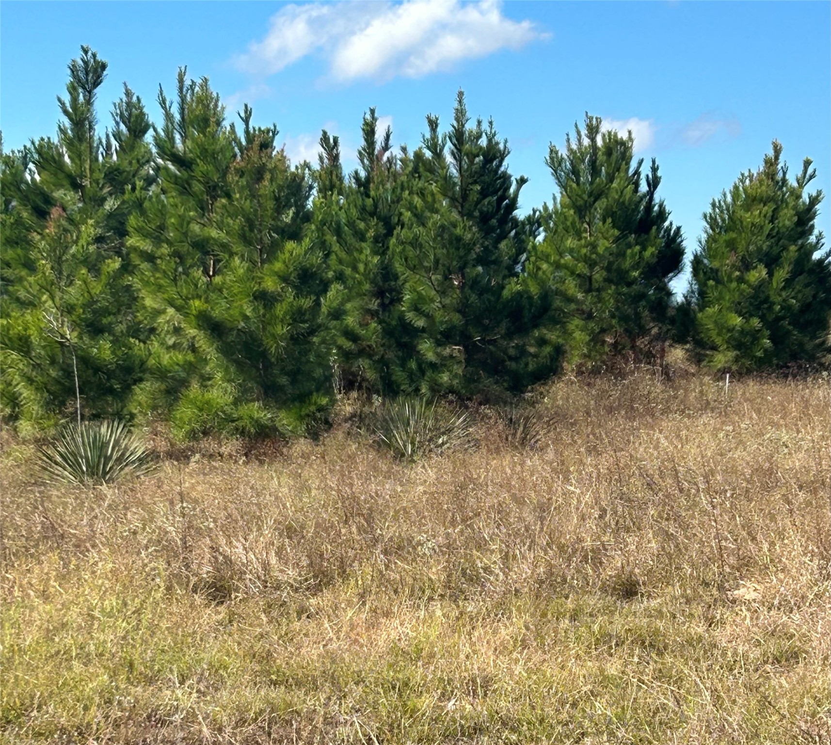 359 Salmon Lake Road Grapeland, TX 75844 - Photo 40 of 49 a view of a dry yard with trees in the background
