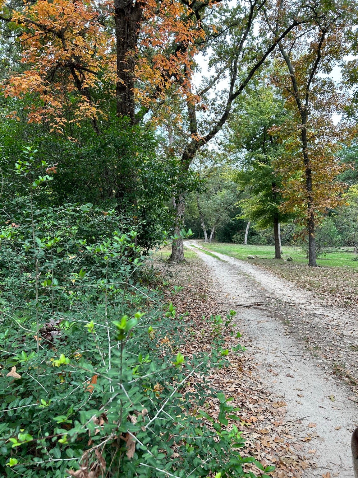 359 Salmon Lake Road Grapeland, TX 75844 - Photo 42 of 49 a view of outdoor space with trees all around