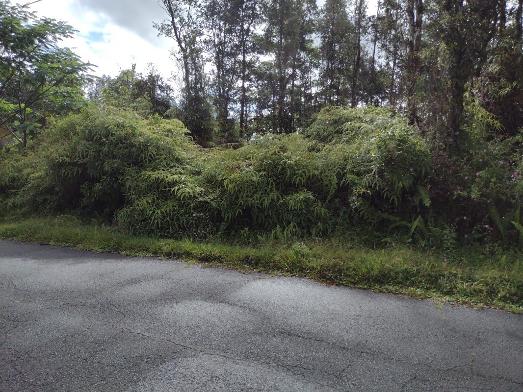 Seaview Road Pahoa, HI 96778 - Photo 5 of 7 a view of a forest with a street