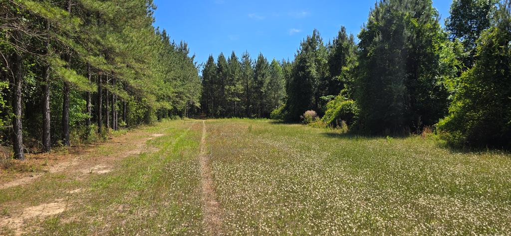 10 Mt Zion Road Gordon, AL 36343 - Photo 3 of 28
