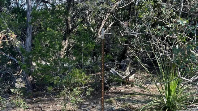 a view of a tree in a forest