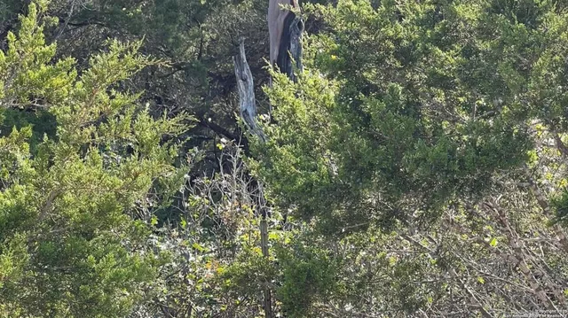 a view of a tree in a forest