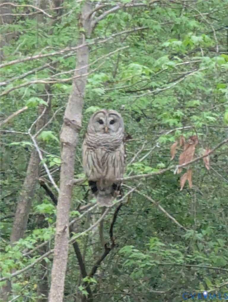 3060 Kingsland Road North Chesterfield, VA 23237 - Photo 40 of 47 Abundant Wildlife - Beautiful Barred Owl
