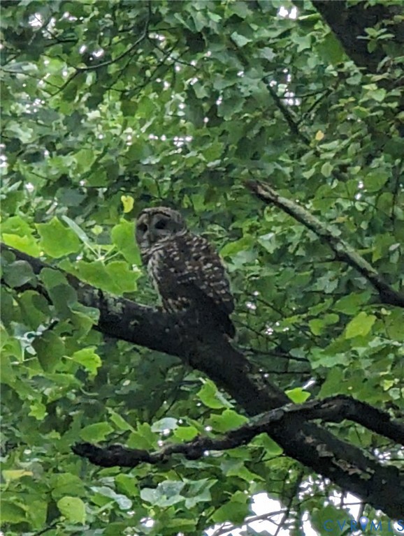 3060 Kingsland Road North Chesterfield, VA 23237 - Photo 41 of 47 Barred Owl