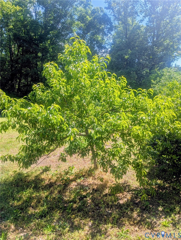 3060 Kingsland Road North Chesterfield, VA 23237 - Photo 46 of 47 Peach Tree!