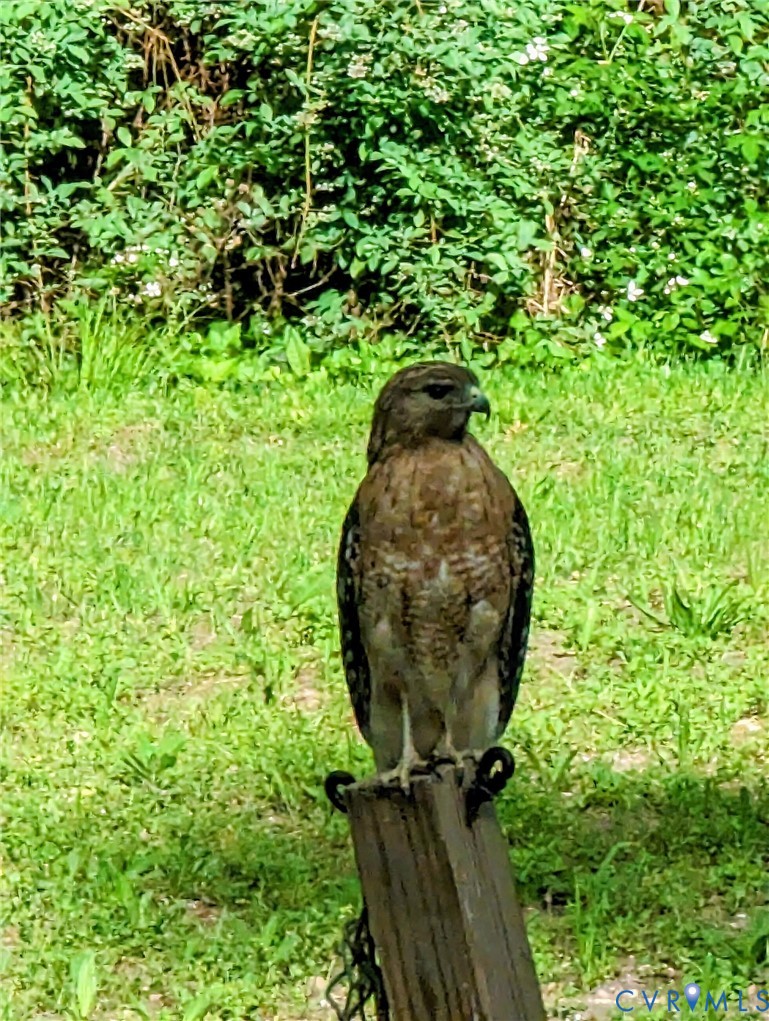 3060 Kingsland Road North Chesterfield, VA 23237 - Photo 47 of 47 Red Shoulder Hawk