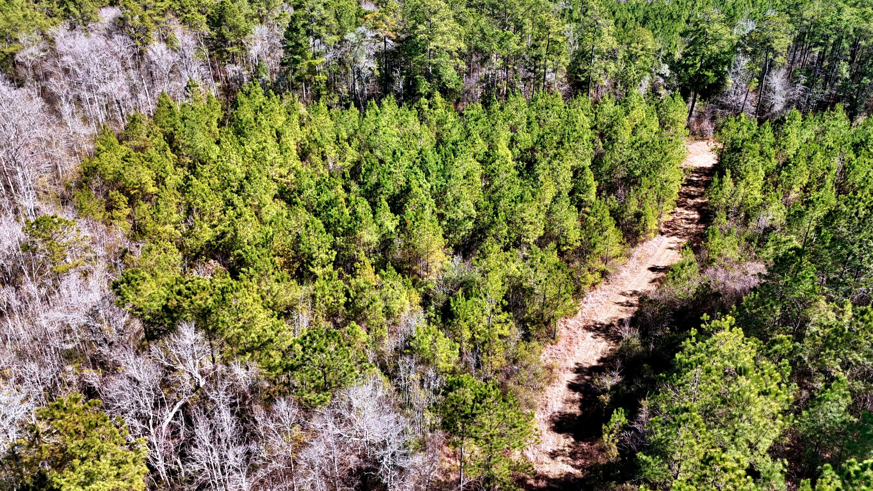 1837 Columbus Road Georgetown, SC 29440 - Photo 11 of 41 dji_fly_20260217_123410_0068_17725592425