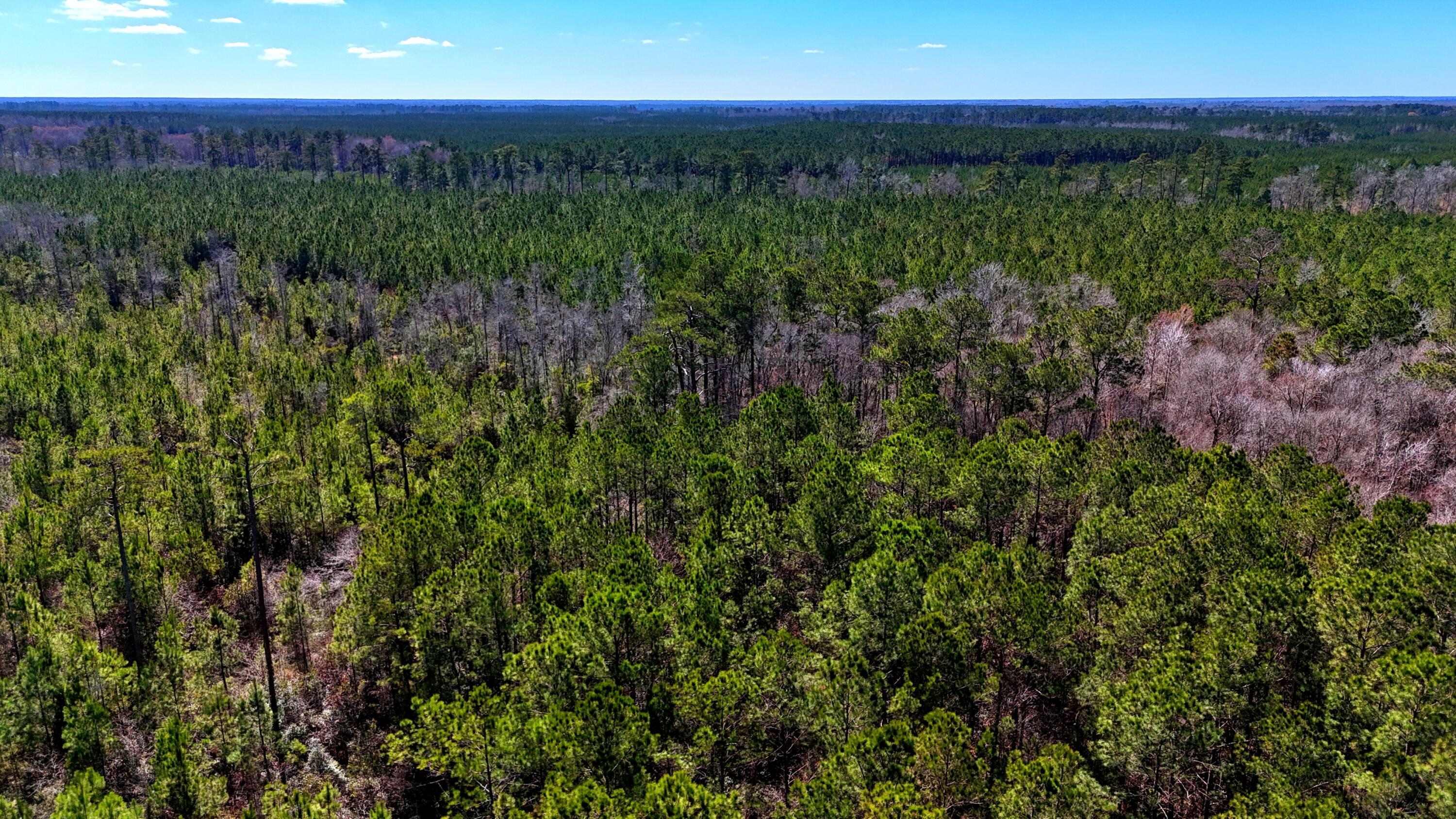 1837 Columbus Road Georgetown, SC 29440 - Photo 12 of 41 dji_fly_20260217_123434_0069_17725592421