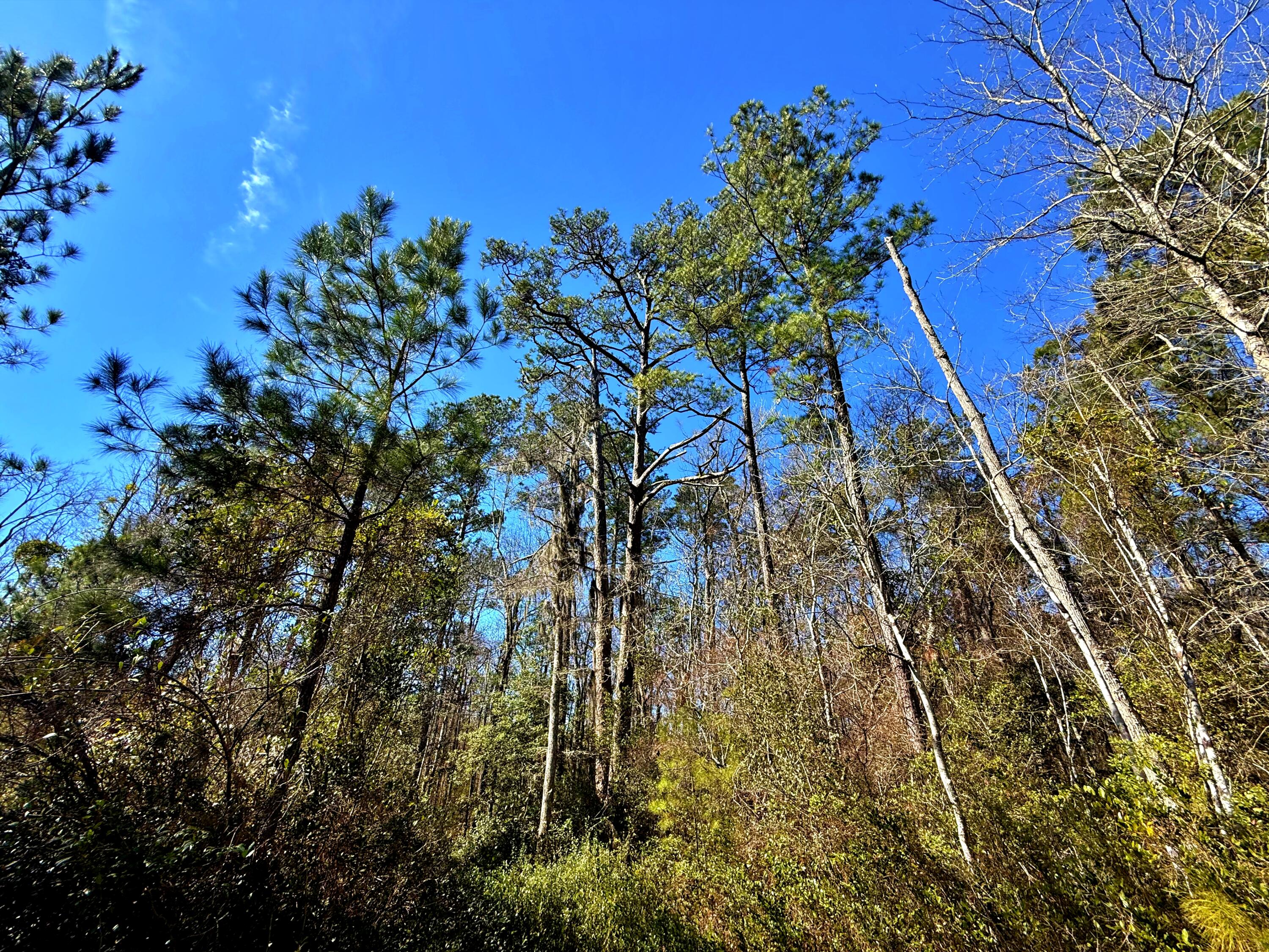 1837 Columbus Road Georgetown, SC 29440 - Photo 25 of 41 IMG_8213