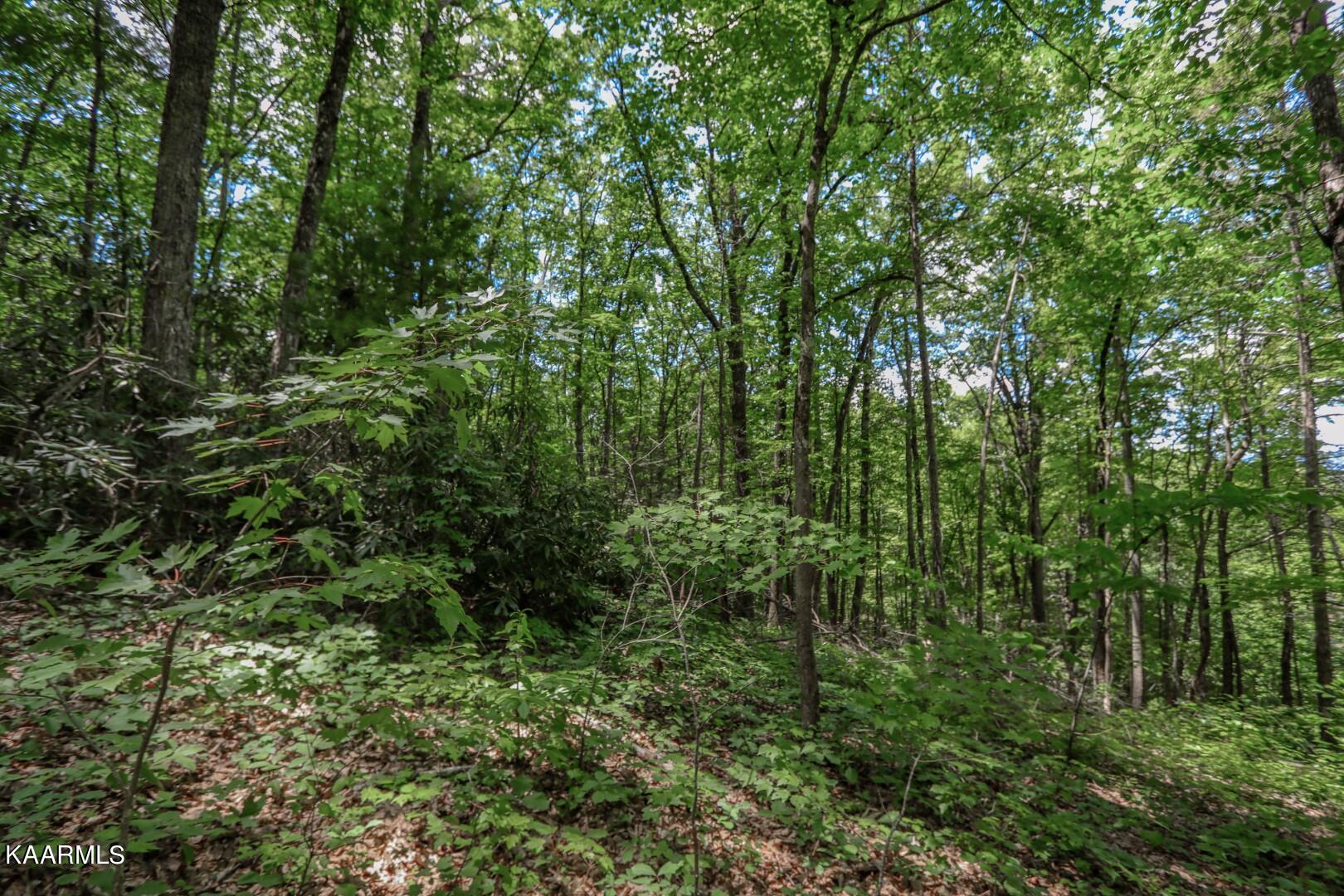 Laurelwood Road Cosby, TN 37722 - Photo 33 of 35 33