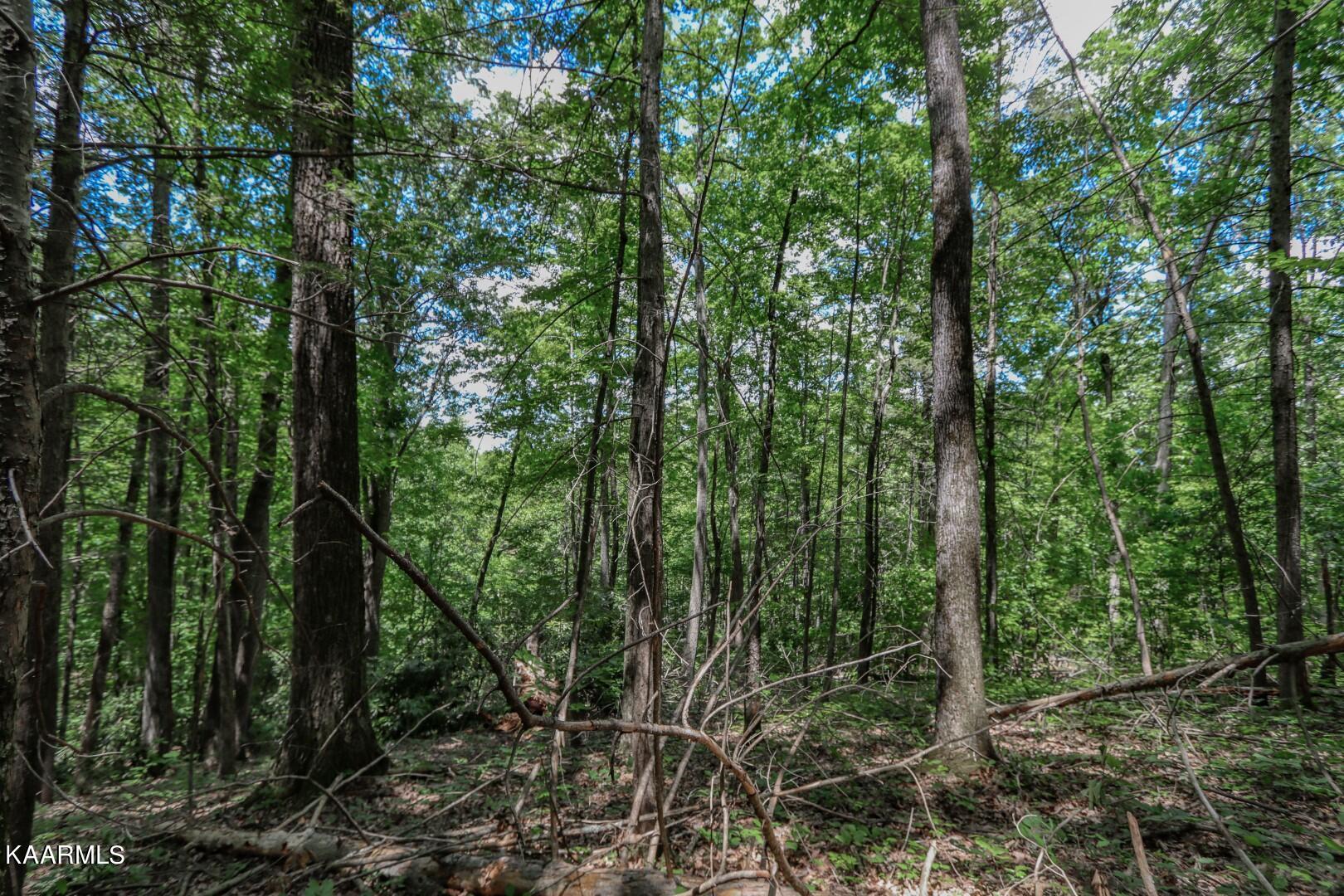 Laurelwood Road Cosby, TN 37722 - Photo 8 of 35 8