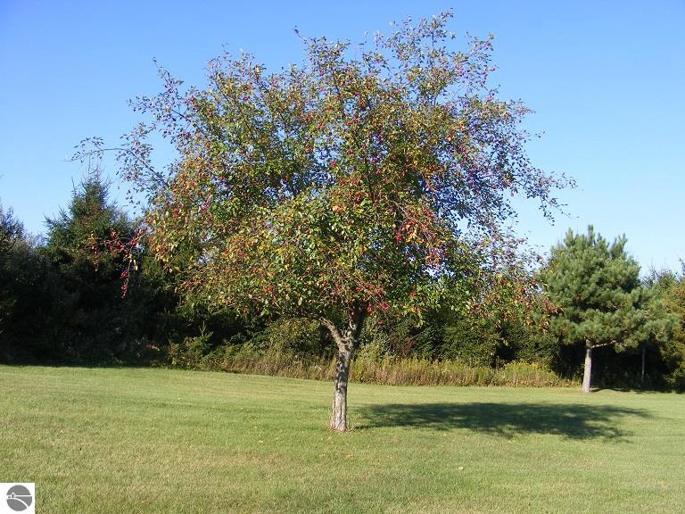 7755 Blackmer Road Carson City, MI 48811 - Photo 5 of 20 1790759-4.JPG
