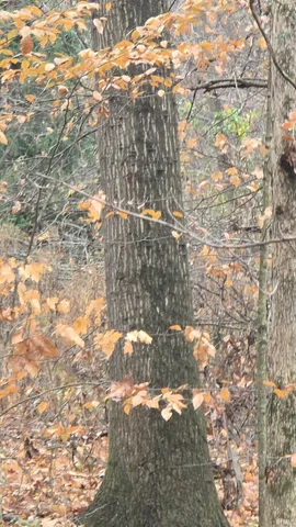 $30,000 | Shire Road, Dubois, IN 47527