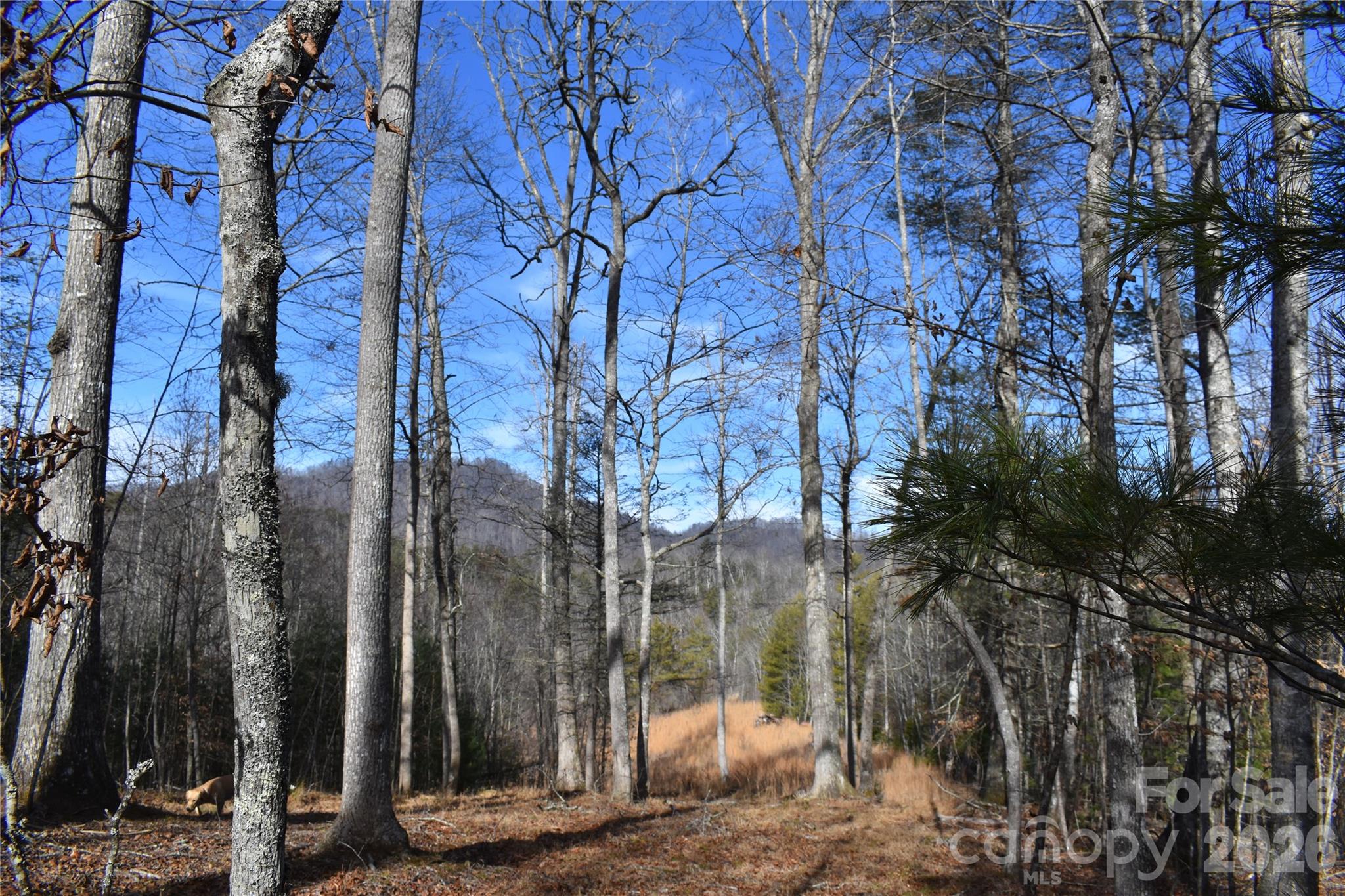 448 Sweetwater Road Green Mountain, NC 28740 - Photo 28 of 47
