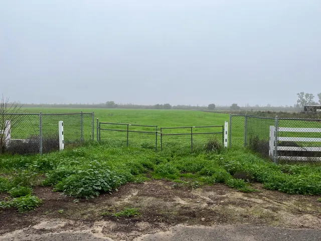 a view of a grassy field with trees