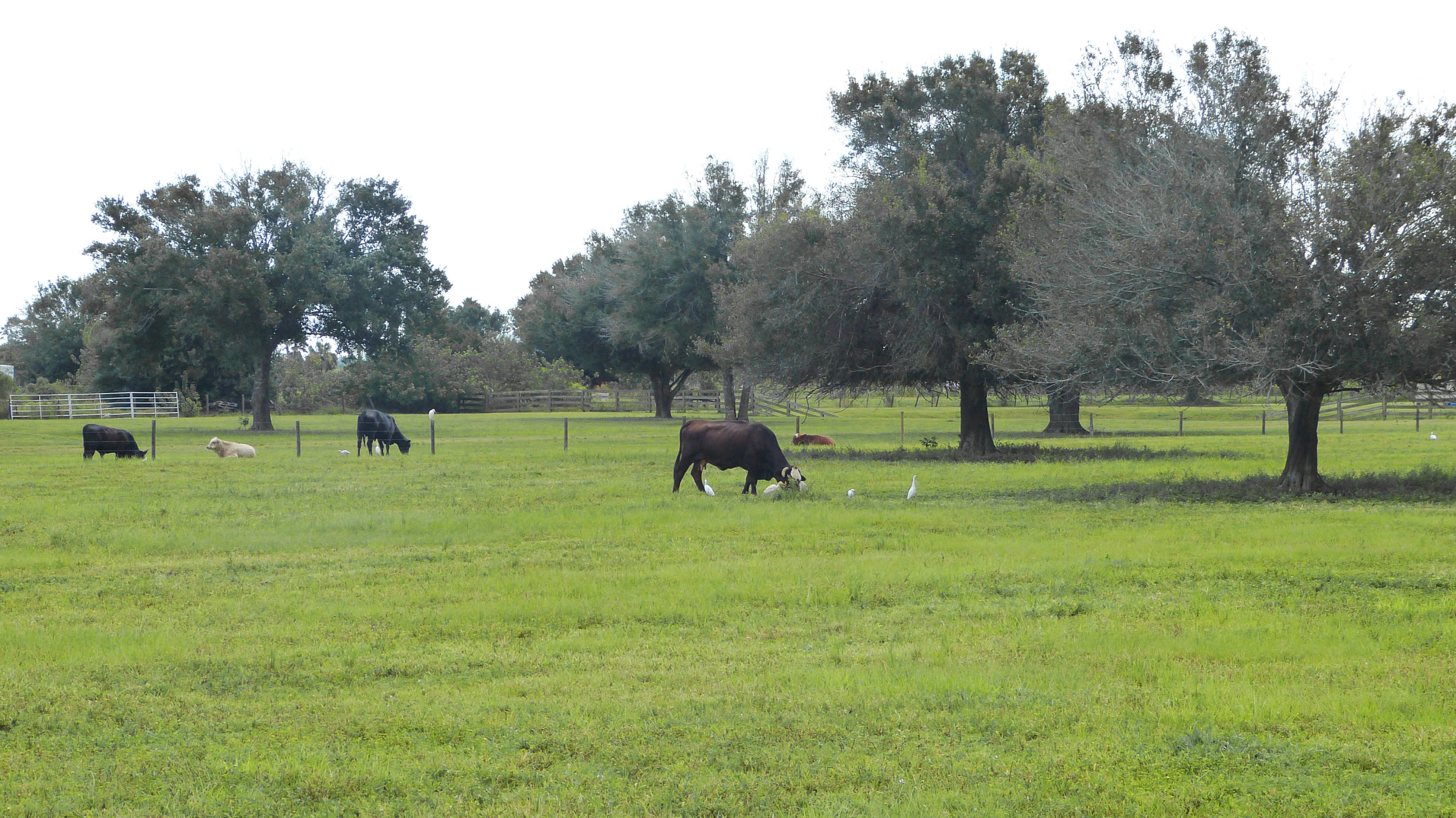 4200 South Header Canal Road Fort Pierce, FL 34945 - Photo 3 of 14 P1020223