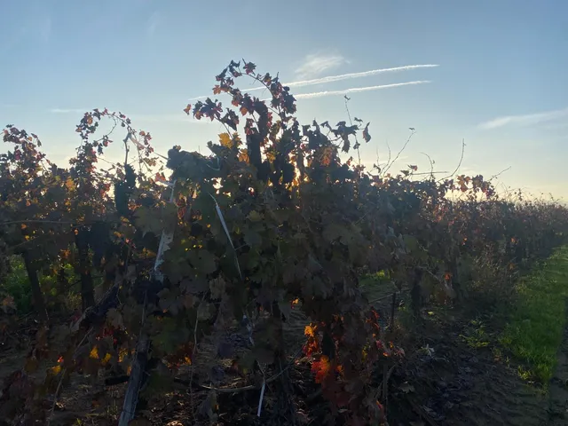 a view of a bunch of flowers