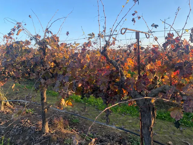 a view of a large body of water with a tree