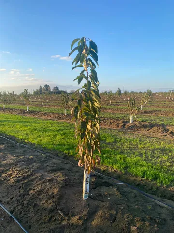a view of a lake with a city