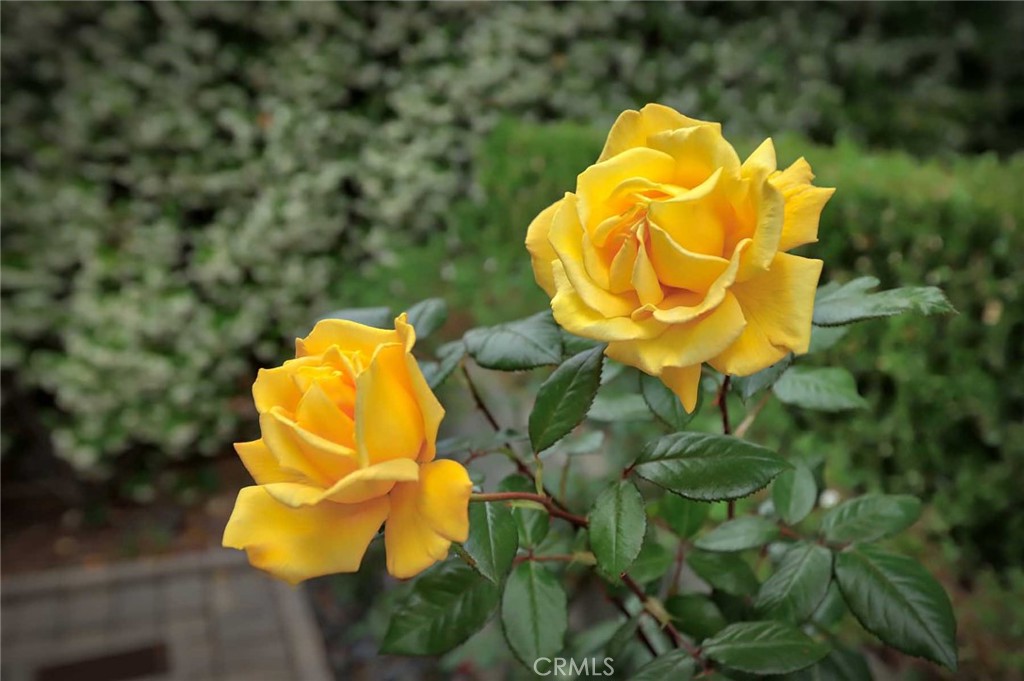 210 Sierra View Road Pasadena, CA 91105 - Photo 43 of 65