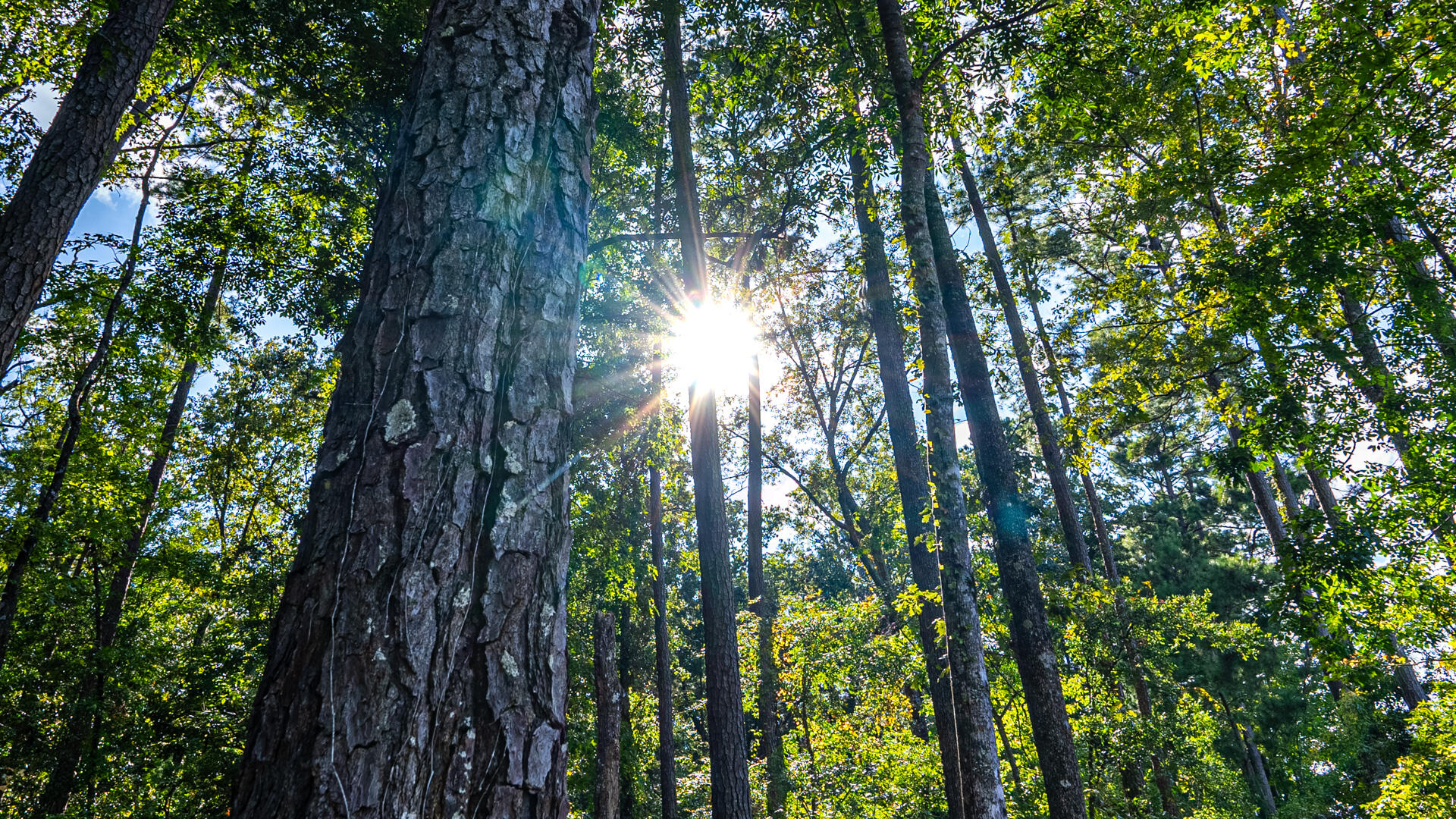 0 Tuten Road Round O, SC 29474 - Photo 34 of 37 Bluefield Plantation-35