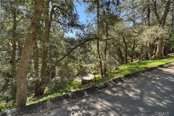 a view of a forest with trees in the background