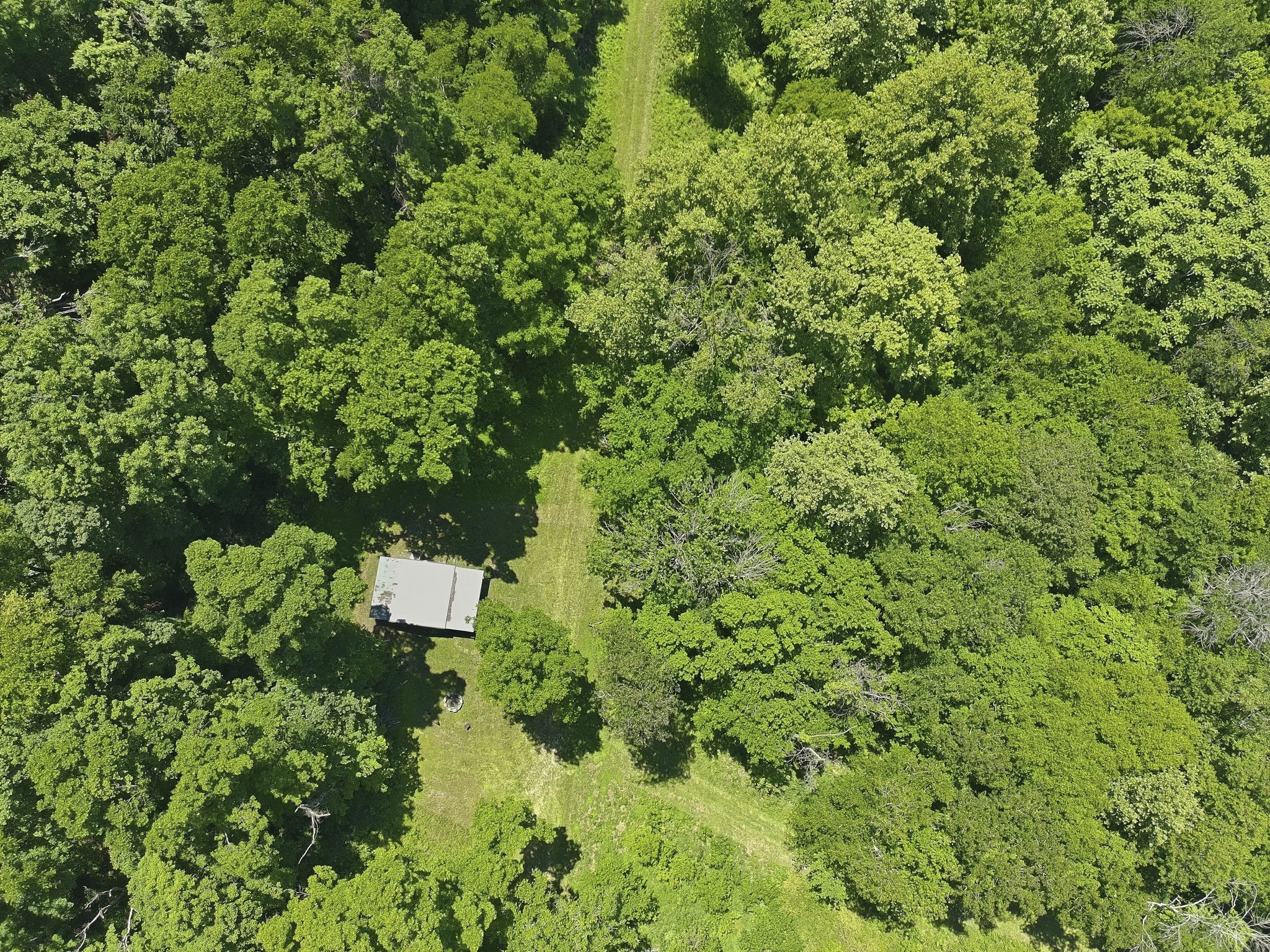 2677 Pigg Schoolhouse Road Santa Fe, TN 38482 - Photo 30 of 35 a view of a forest with a house